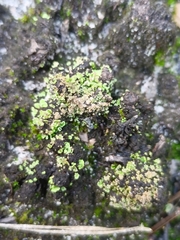 Cladonia fimbriata