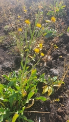 Centaurea chartolepis