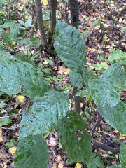 Prunus