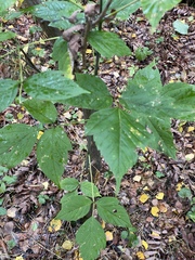 Acer negundo