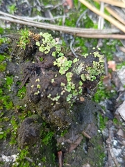 Cladonia fimbriata