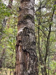 Betula pendula