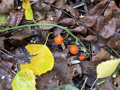 Convallaria majalis