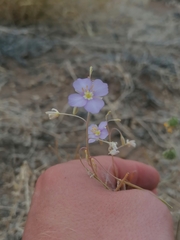 Heliophila trifurca
