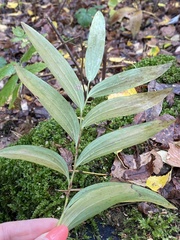 Polygonatum odoratum