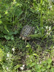 Homopus areolatus