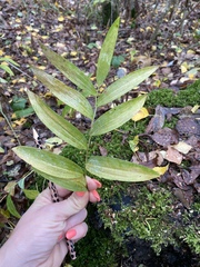 Polygonatum odoratum