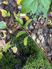 Polygonatum odoratum