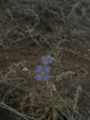 Heliophila trifurca