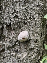 Reticularia