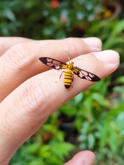 Amata grotei