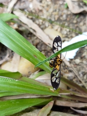 Amata grotei