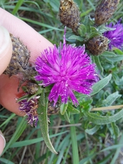 Centaurea