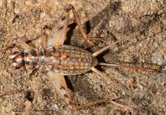 Gryllomorpha longicauda