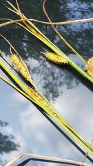 Carex rostrata
