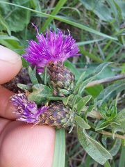 Centaurea