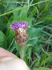 Centaurea