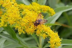 Phasia aurigera