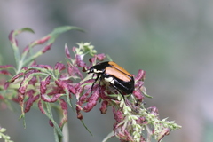 Campsiura mirabilis