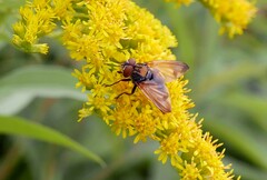 Phasia aurigera