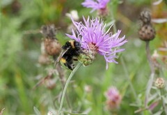 Bombus terrestris