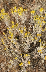 Galatella villosa