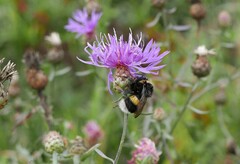 Bombus terrestris
