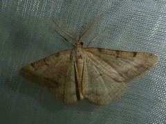 Selidosema brunnearia