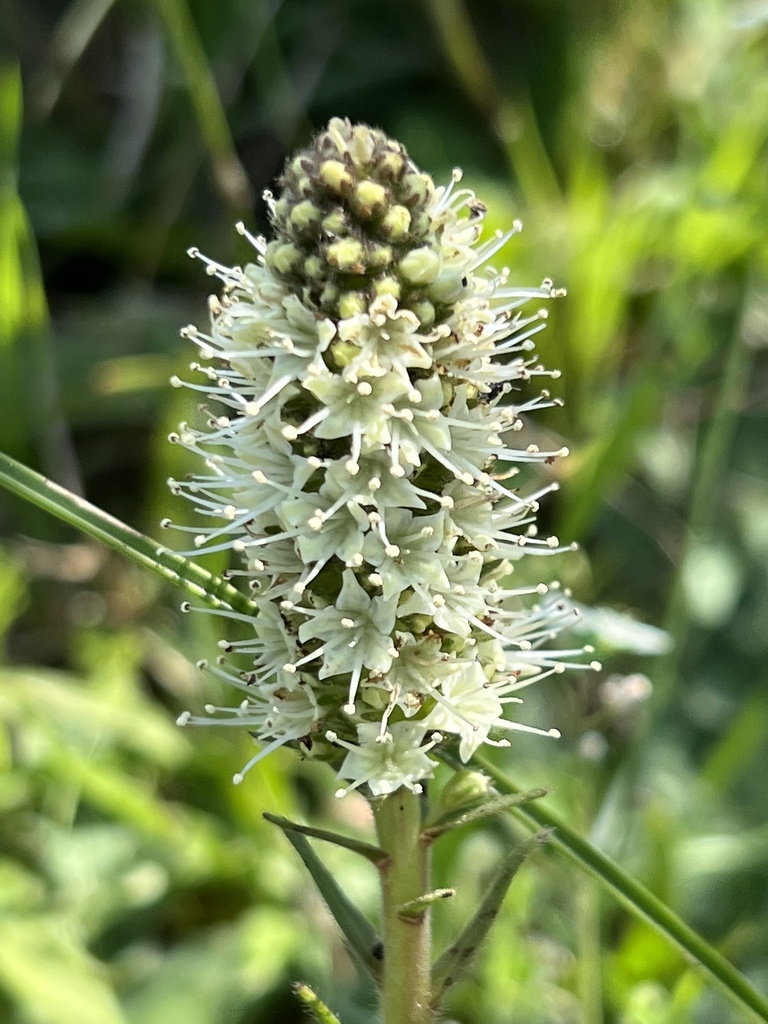 Clay Boragebrush