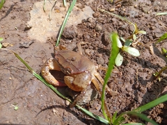 Parathelphusa convexa