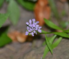 Iberis umbellata