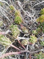 Petrosedum sediforme