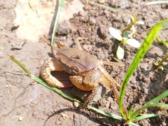 Parathelphusa convexa