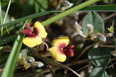 Bossiaea prostrata