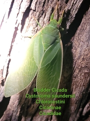 Cystosoma saundersii