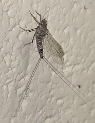 Callibaetis