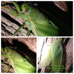 Cystosoma saundersii