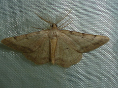 Selidosema brunnearia