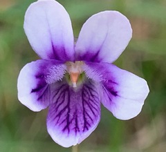Viola hederacea