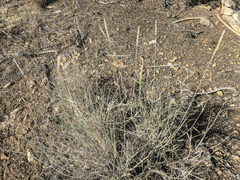 Hilaria rigida