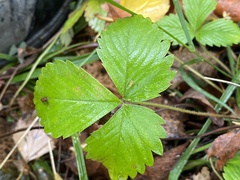 Fragaria vesca