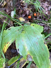 Convallaria majalis