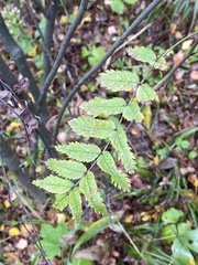 Sorbus aucuparia