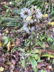 Solidago virgaurea