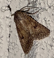 Protorthodes