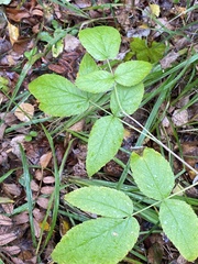 Rubus idaeus