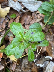 Vaccinium vitis-idaea