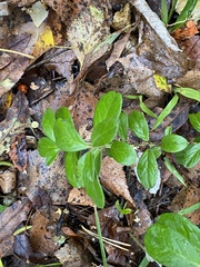 Vaccinium vitis-idaea