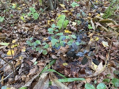 Vaccinium vitis-idaea