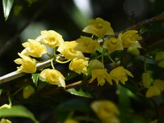 Dendrobium agrostophyllum